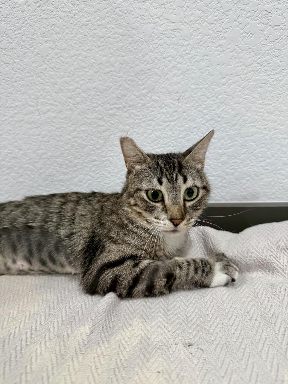 Pebbles, an adopted Domestic Short Hair in Las Vegas, NV image 2/3