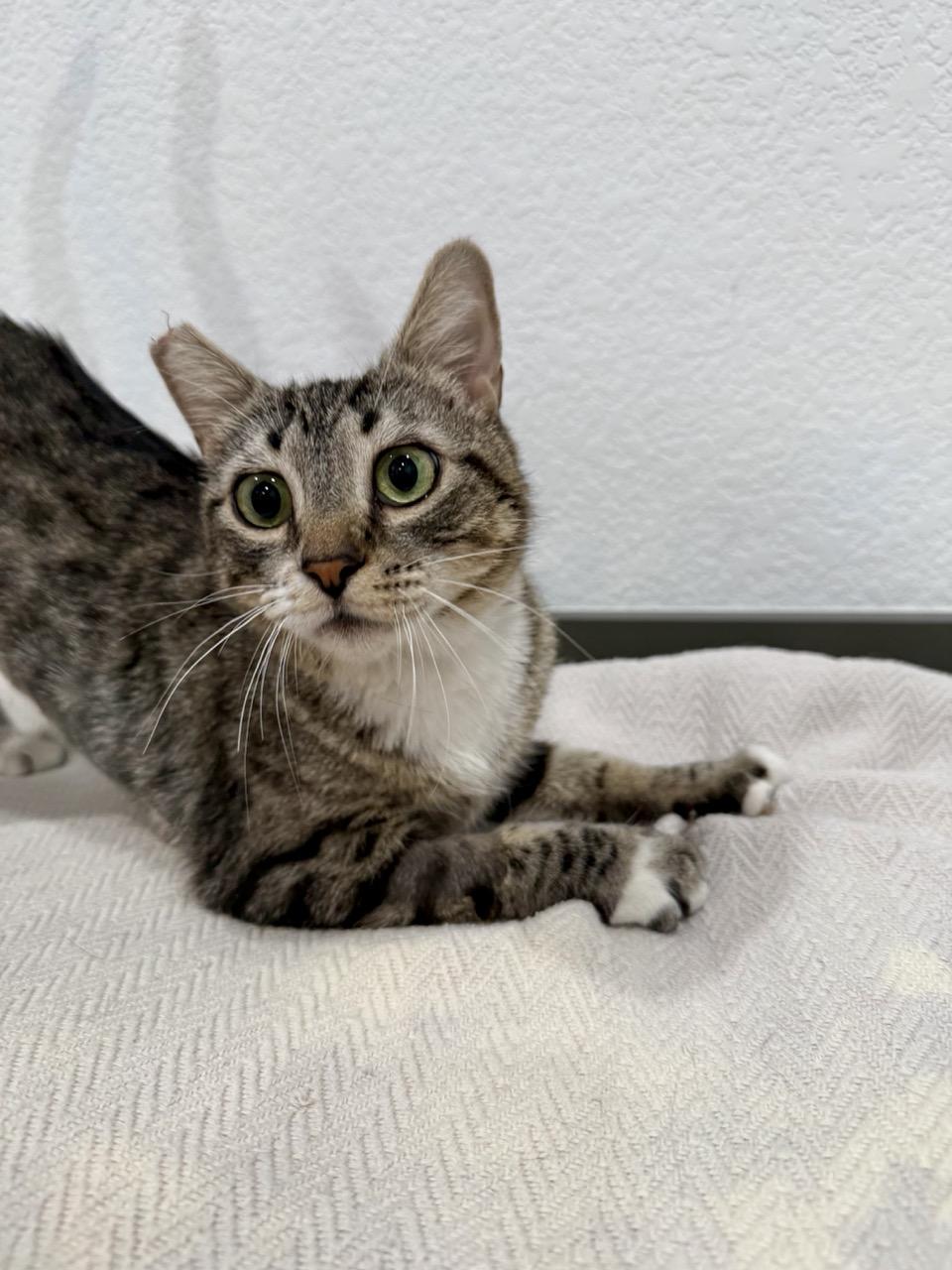 Pebbles, an adopted Domestic Short Hair in Las Vegas, NV image 1/3