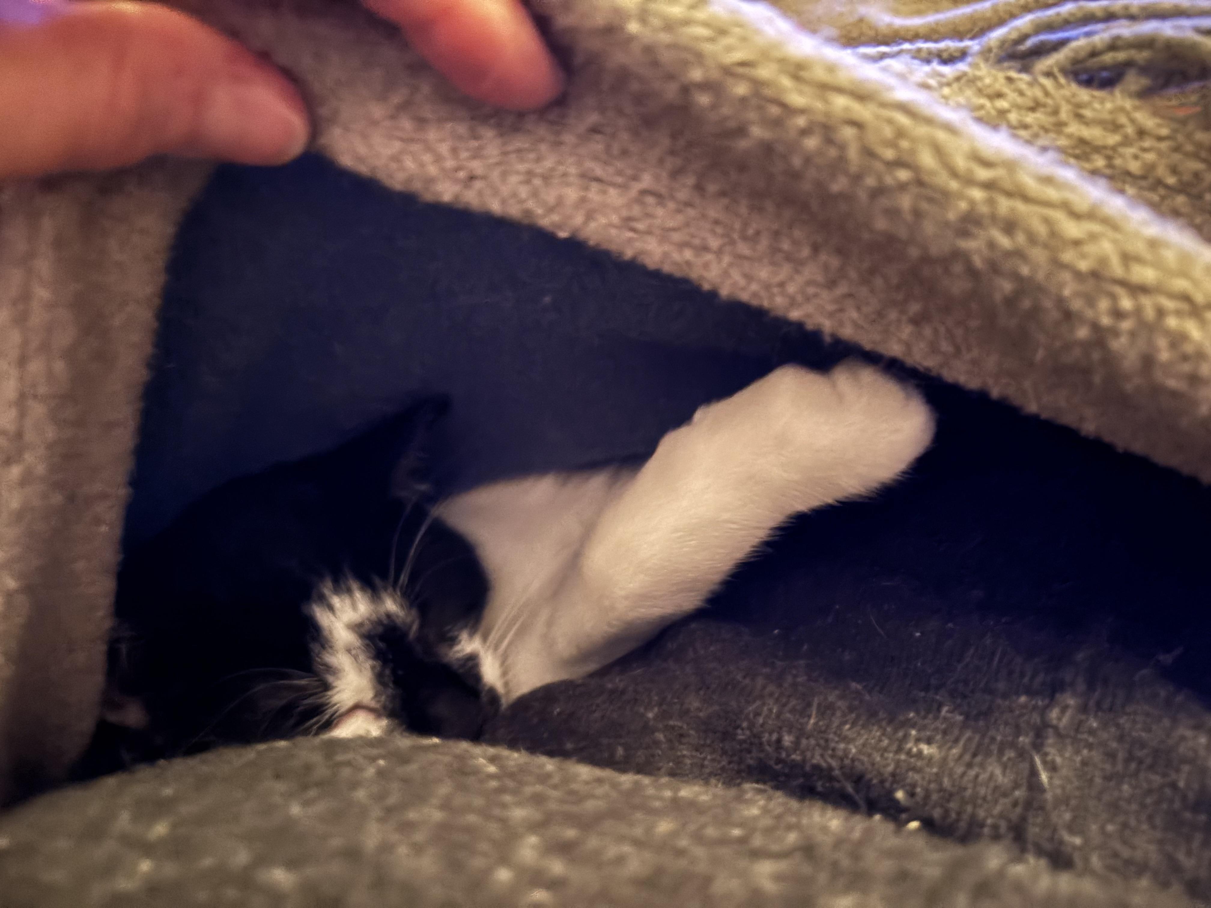 Enlarge Norman, a ADOPTABLE Domestic Short Hair in Melrose, MA image 5/6