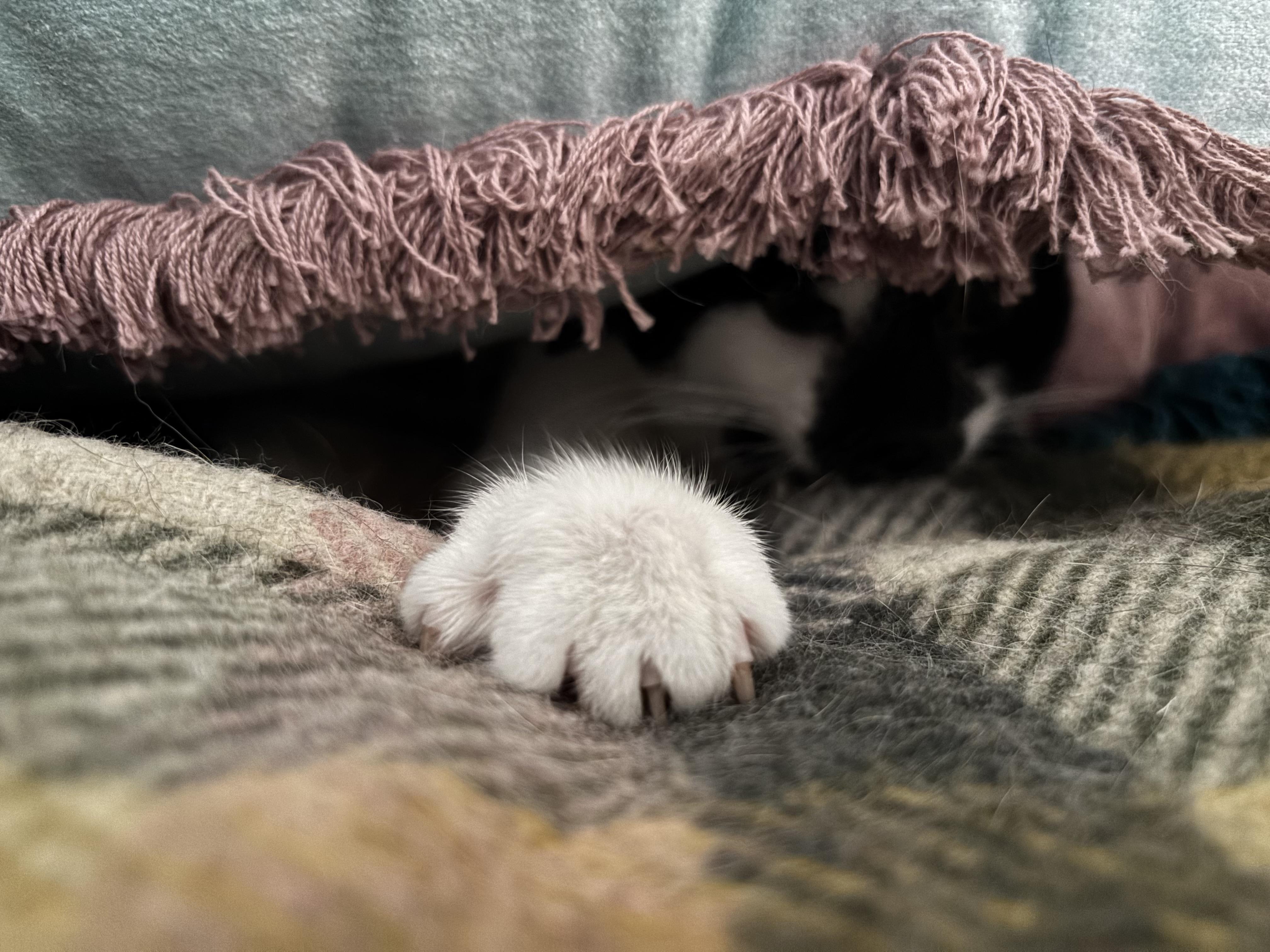 Enlarge Norman, a ADOPTABLE Domestic Short Hair in Melrose, MA image 3/6