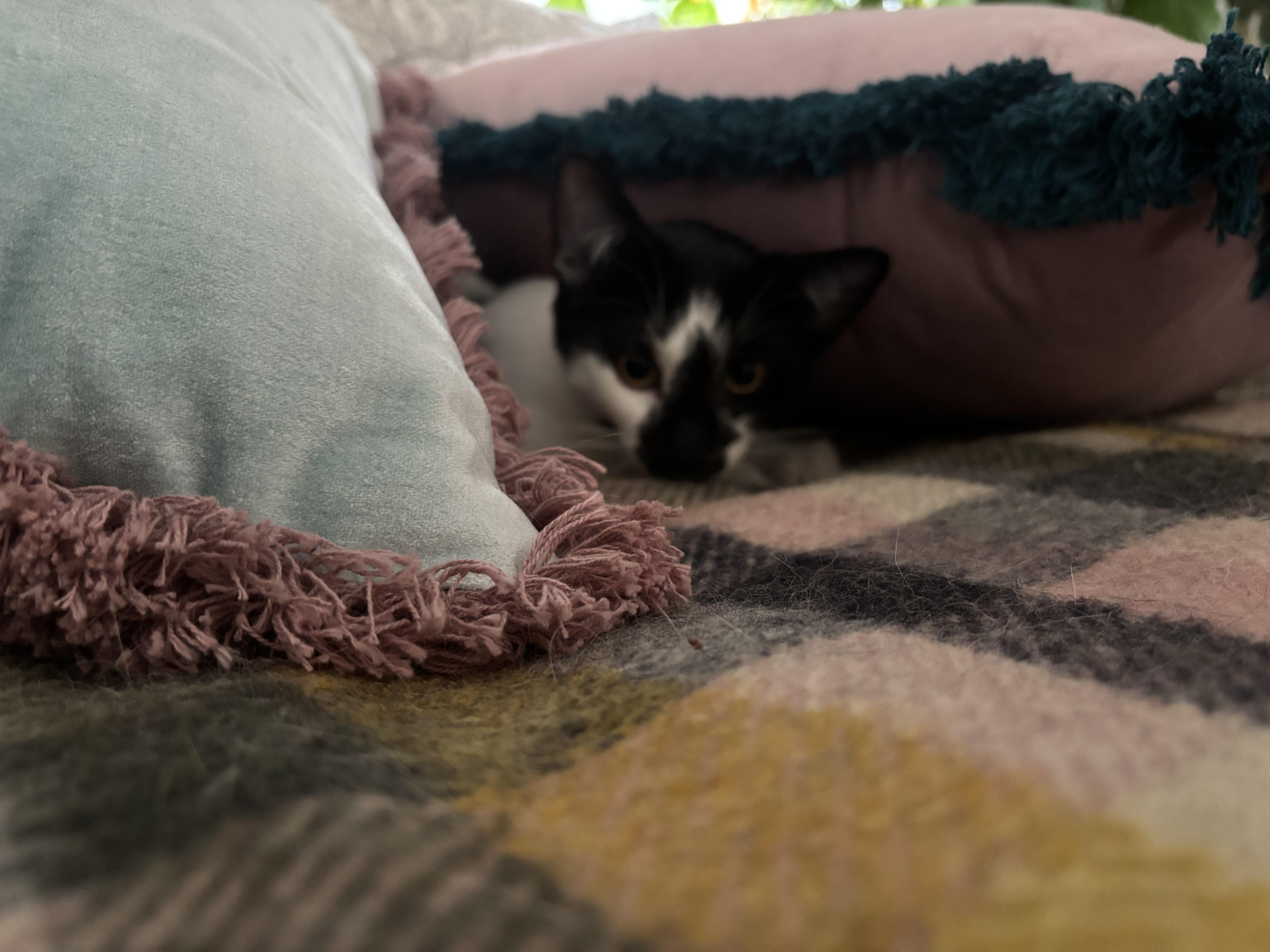 Enlarge Norman, a ADOPTABLE Domestic Short Hair in Melrose, MA image 2/6