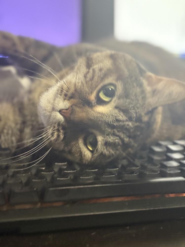 Olive, Adoptable, Adult Female Domestic Short Hair.