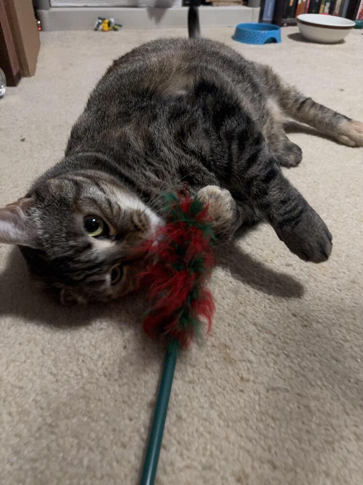 Olive, a Adoptable Domestic Short Hair in Covington, LA image 2/4