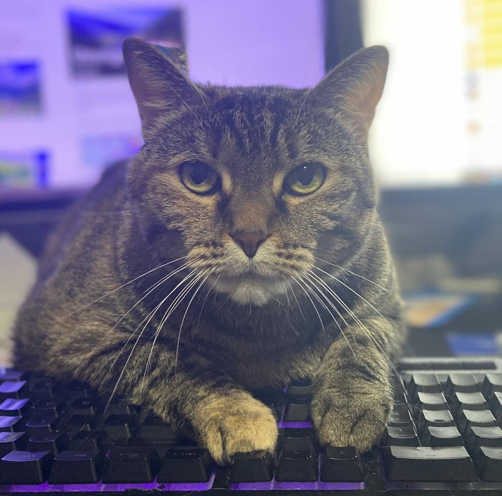 Olive, a Adoptable Domestic Short Hair in Covington, LA image 3/4