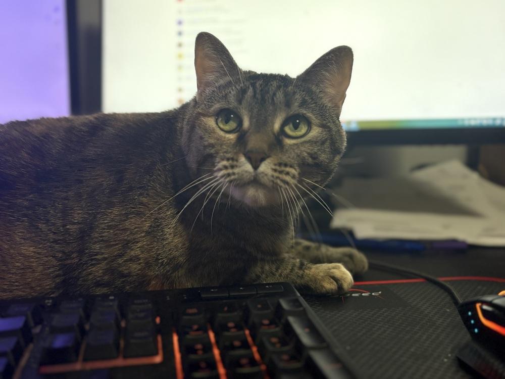 Olive, a Adoptable Domestic Short Hair in Covington, LA image 4/4