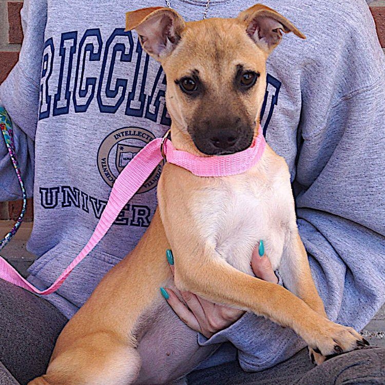 Elodie, ADOPTABLE, Young Female Shepherd.
