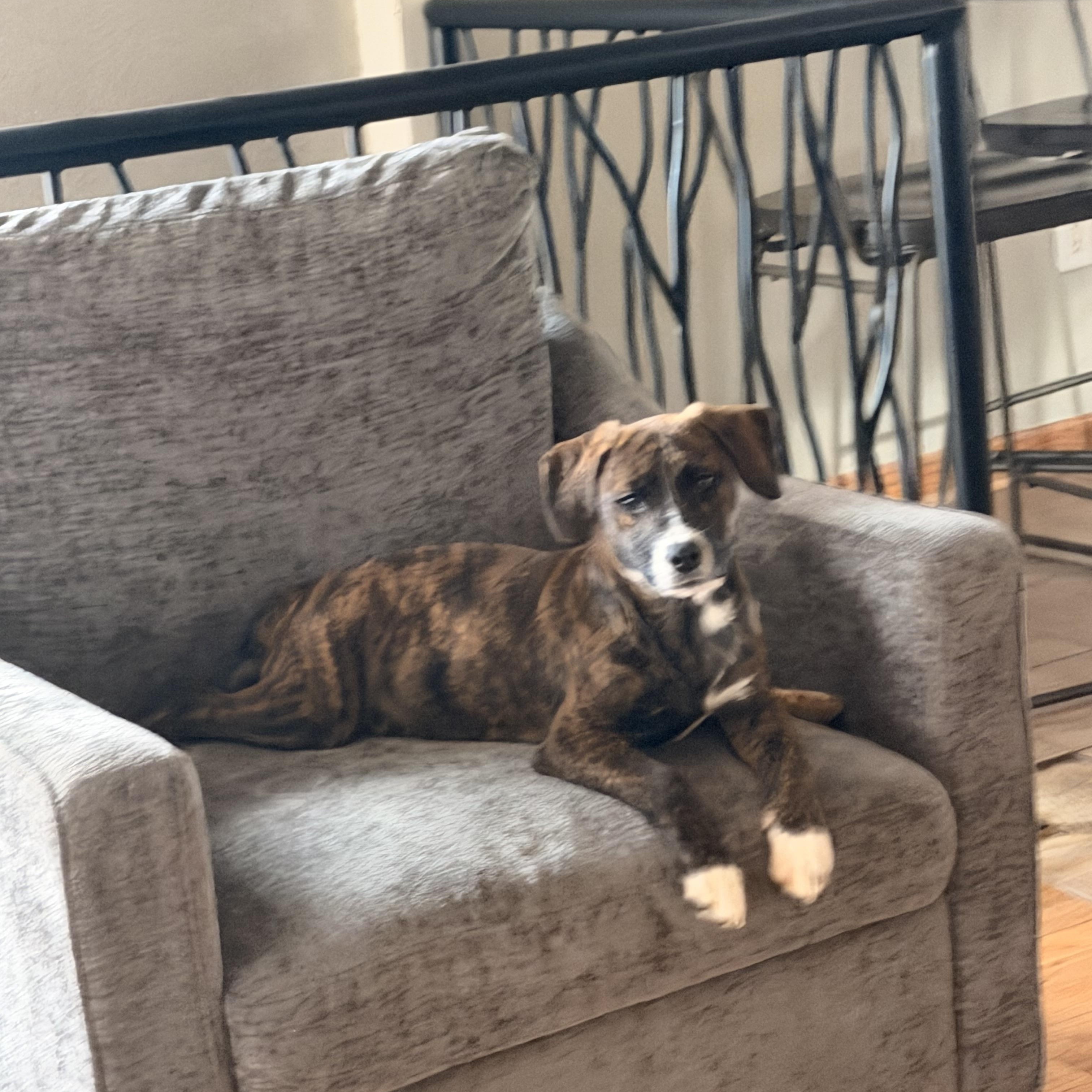 Enlarge Belle , an adopted Mixed Breed in Monona, WI image 4/4