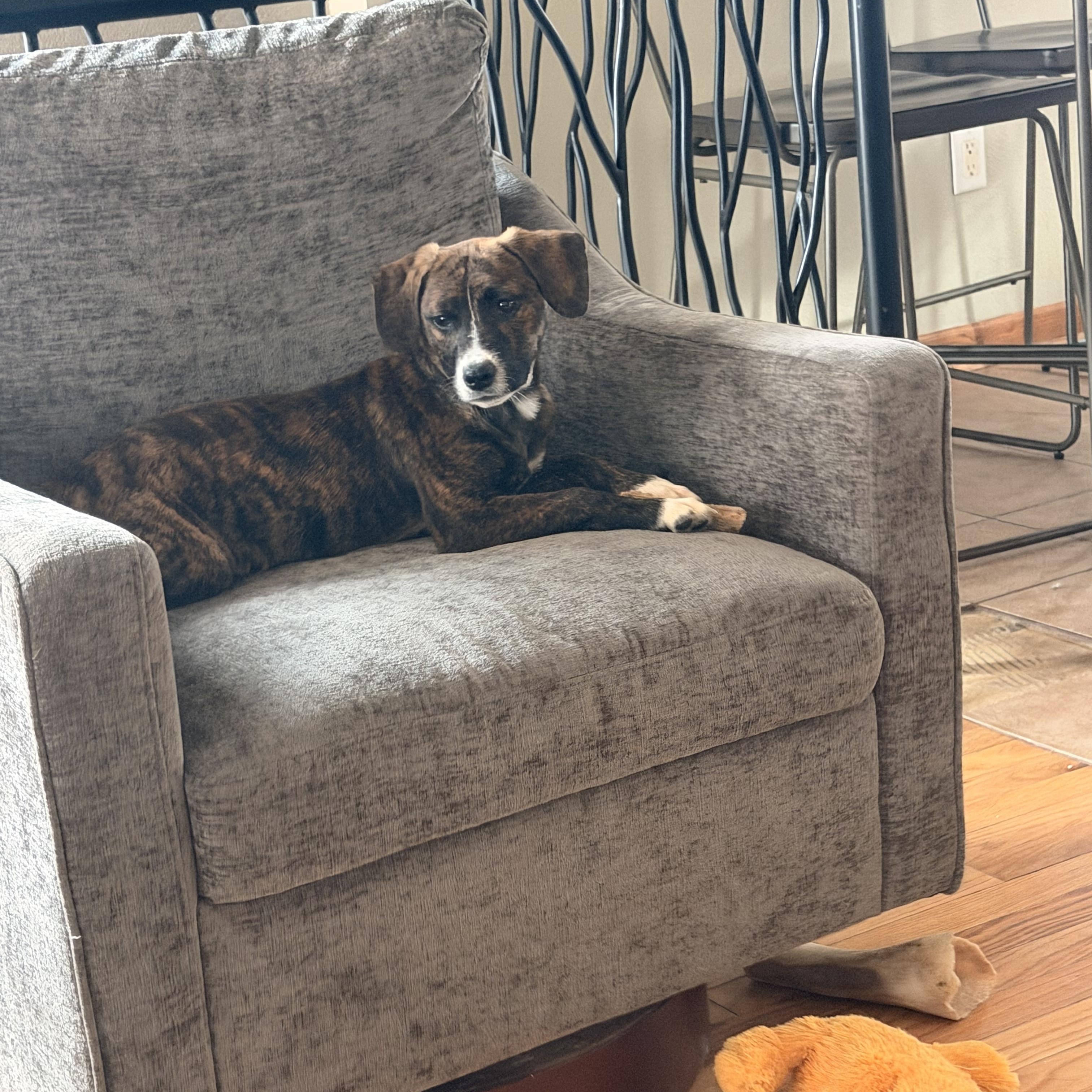 Enlarge Belle , an adopted Mixed Breed in Monona, WI image 1/4