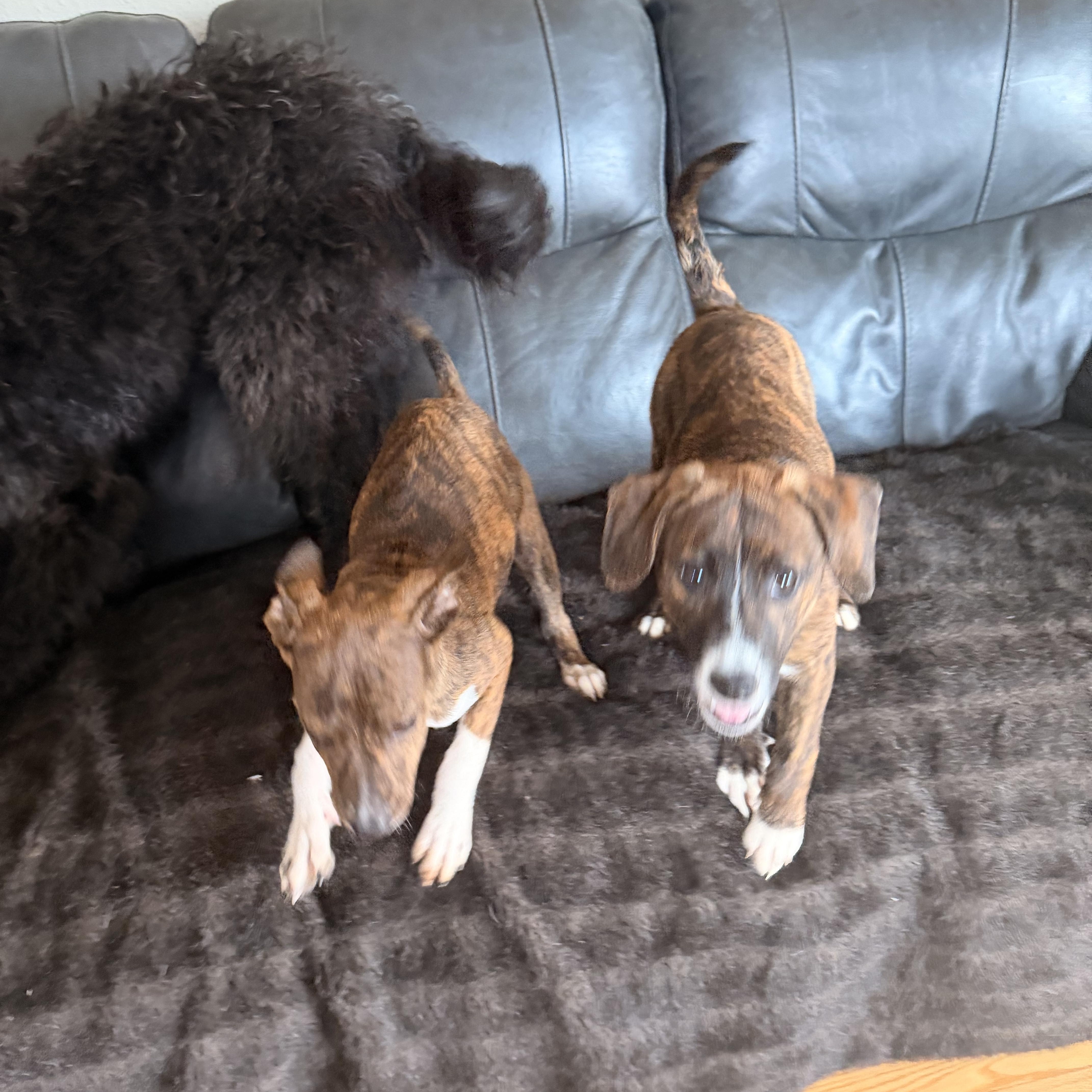 Enlarge Belle , an adopted Mixed Breed in Monona, WI image 3/4