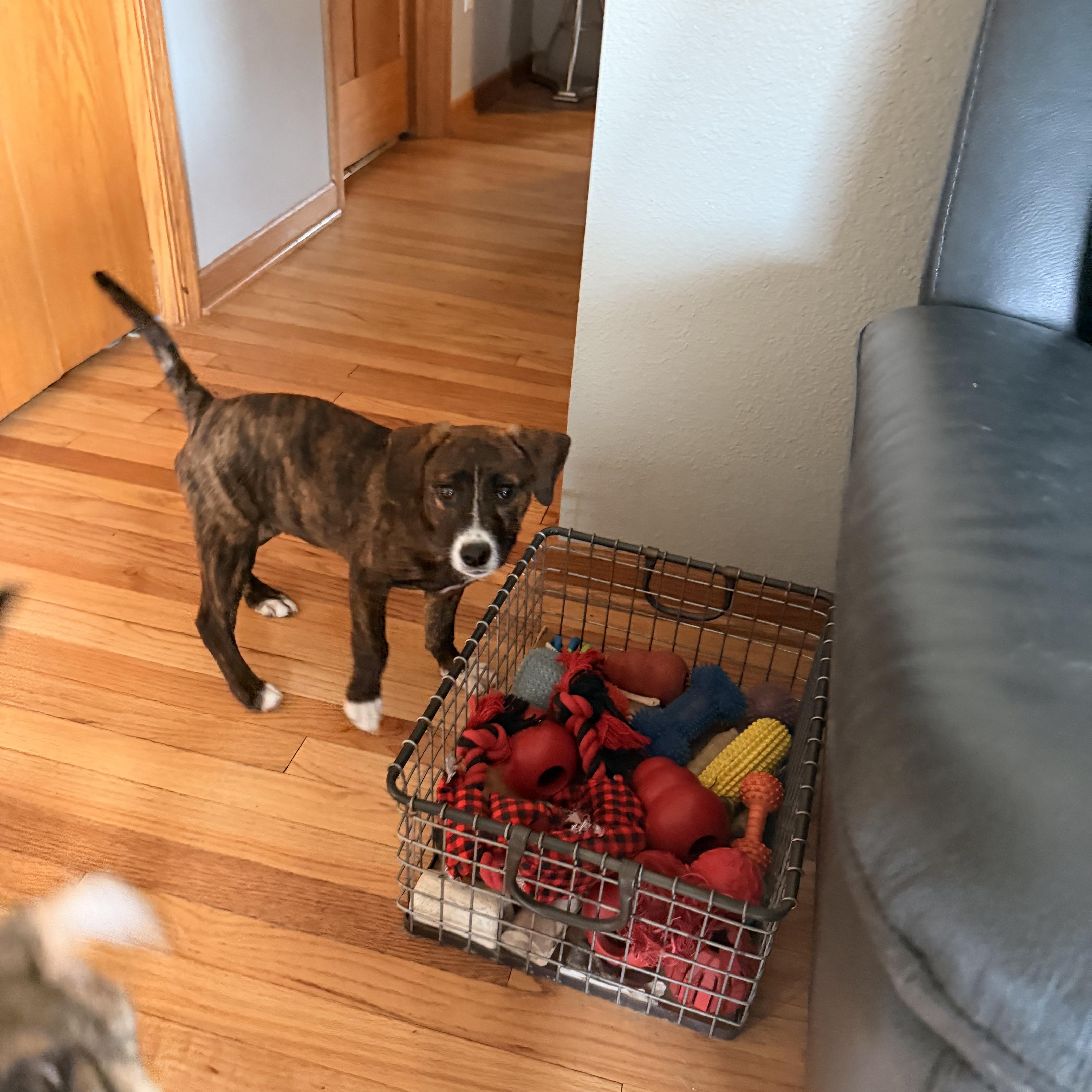 Enlarge Belle , an adopted Mixed Breed in Monona, WI image 2/4