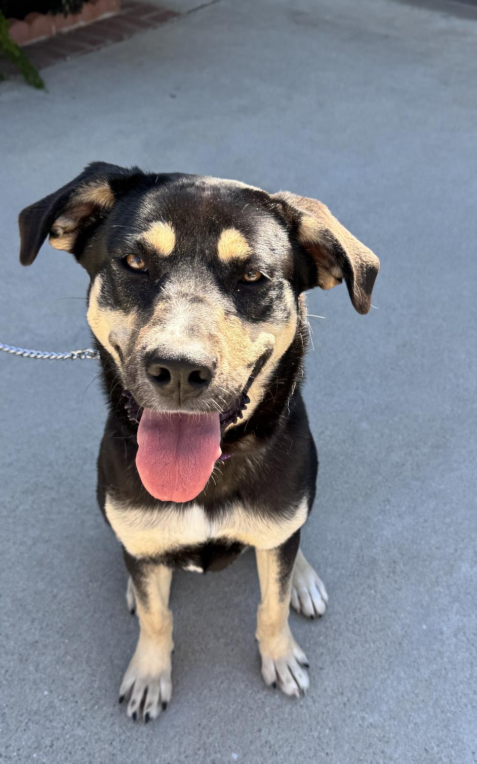 Dakine, Adoptable, Young Female German Shepherd Dog.