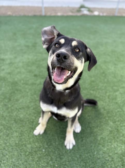 Enlarge Dakine, a Adoptable German Shepherd Dog in Tacoma, WA image 1/4