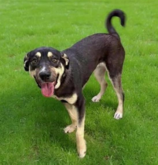 Enlarge Dakine, a Adoptable German Shepherd Dog in Tacoma, WA image 2/4