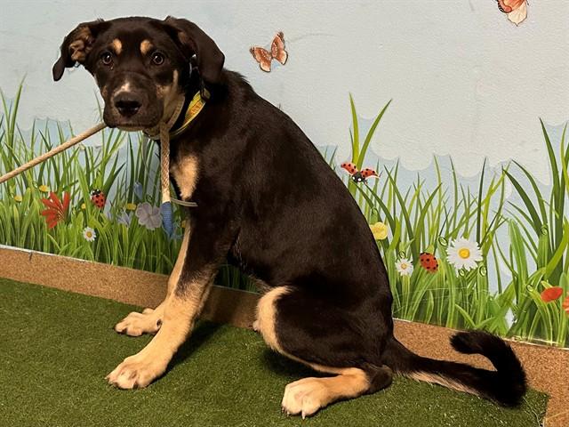 Enlarge Dakine, a Adoptable German Shepherd Dog in Tacoma, WA image 4/4