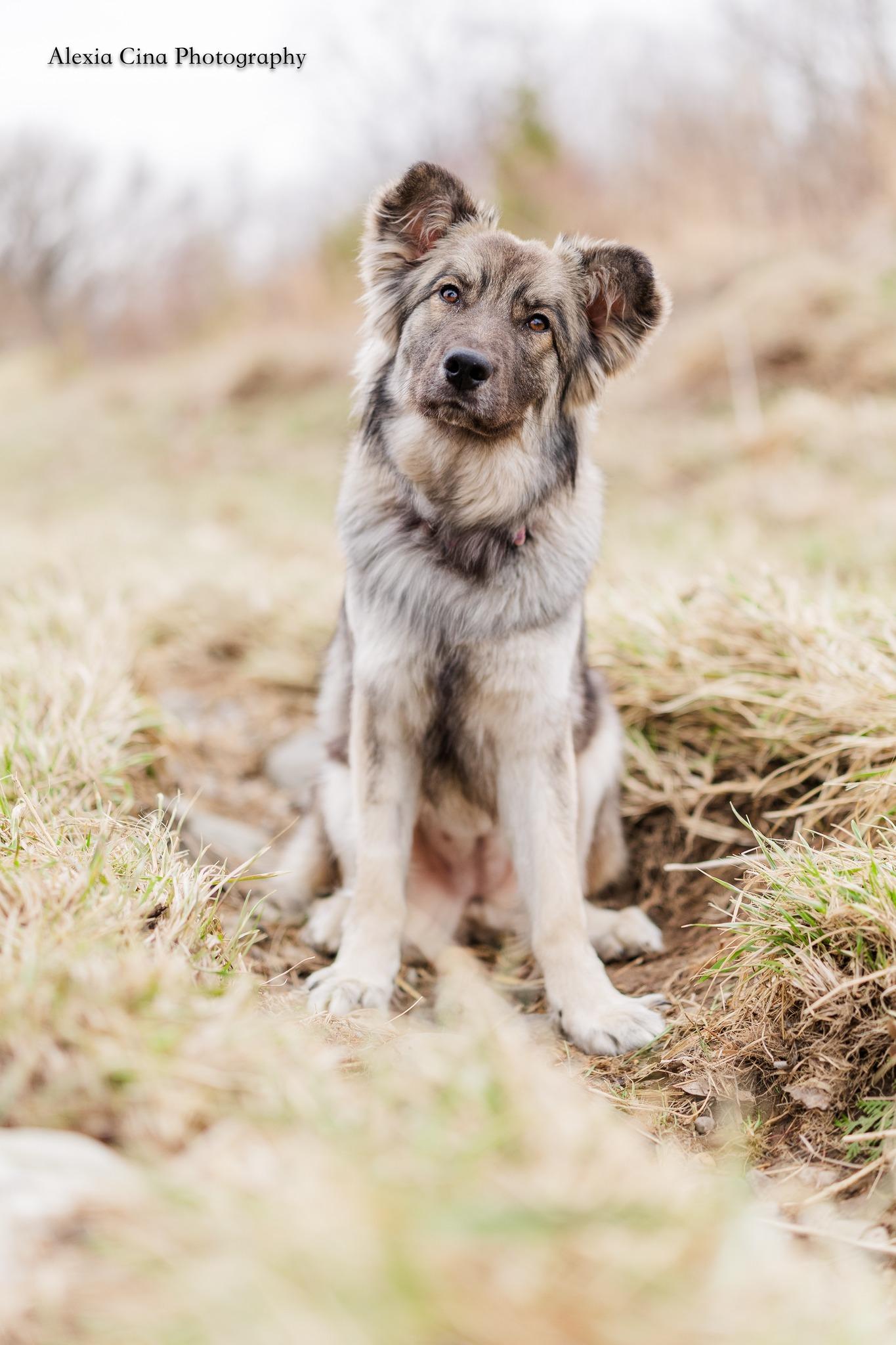 Enlarge Silver, a ADOPTABLE mixed breed in Drumbo, ON image 2/4