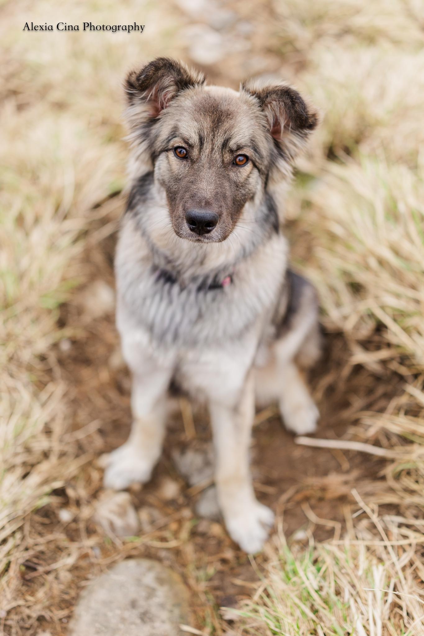 Enlarge Silver, a ADOPTABLE mixed breed in Drumbo, ON image 3/4