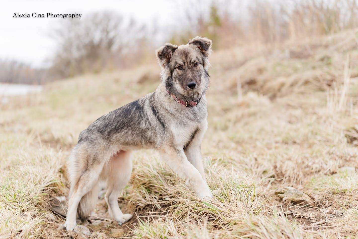 Enlarge Silver, a ADOPTABLE mixed breed in Drumbo, ON image 4/4