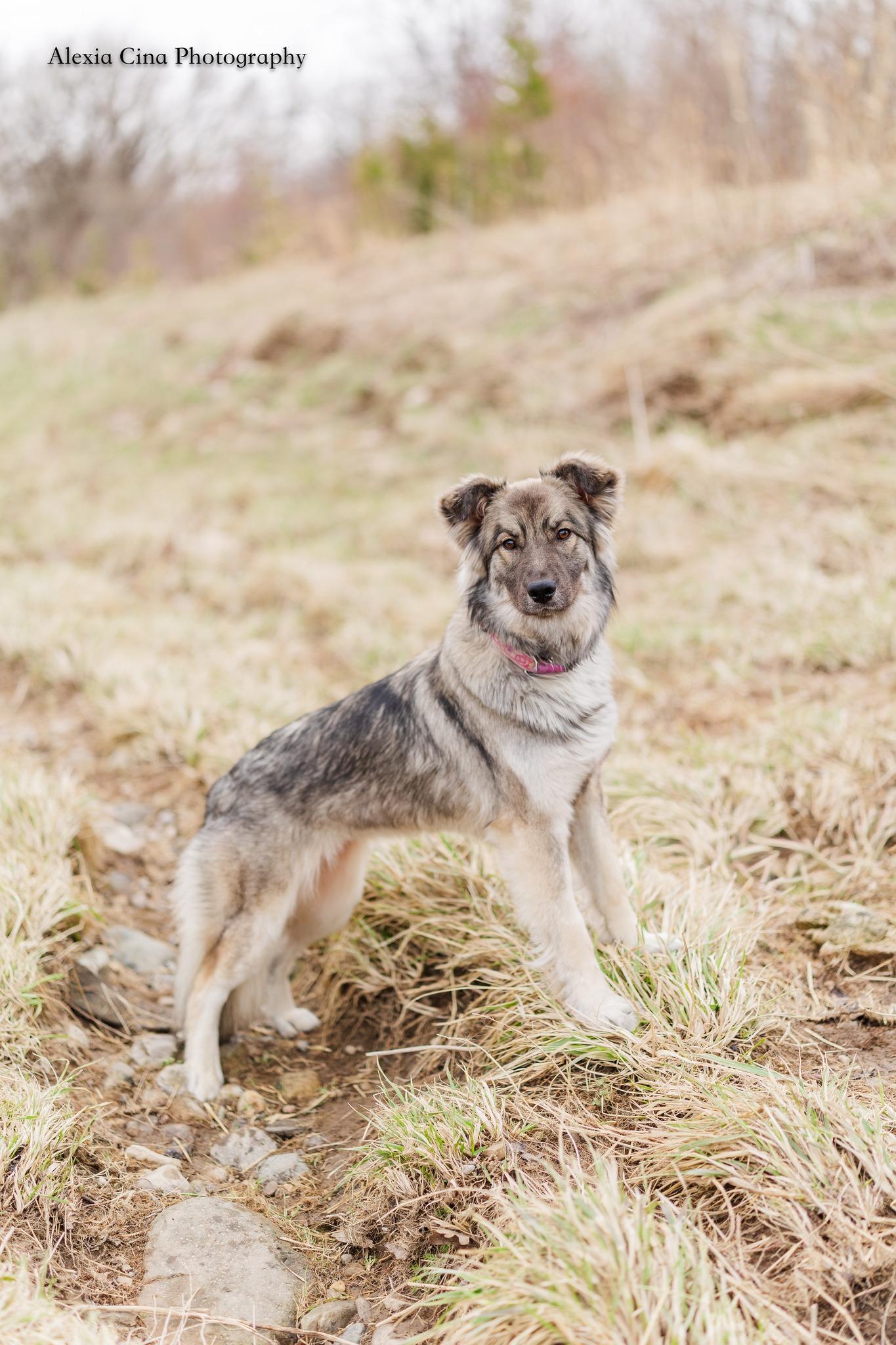 Enlarge Silver, a ADOPTABLE mixed breed in Drumbo, ON image 1/4