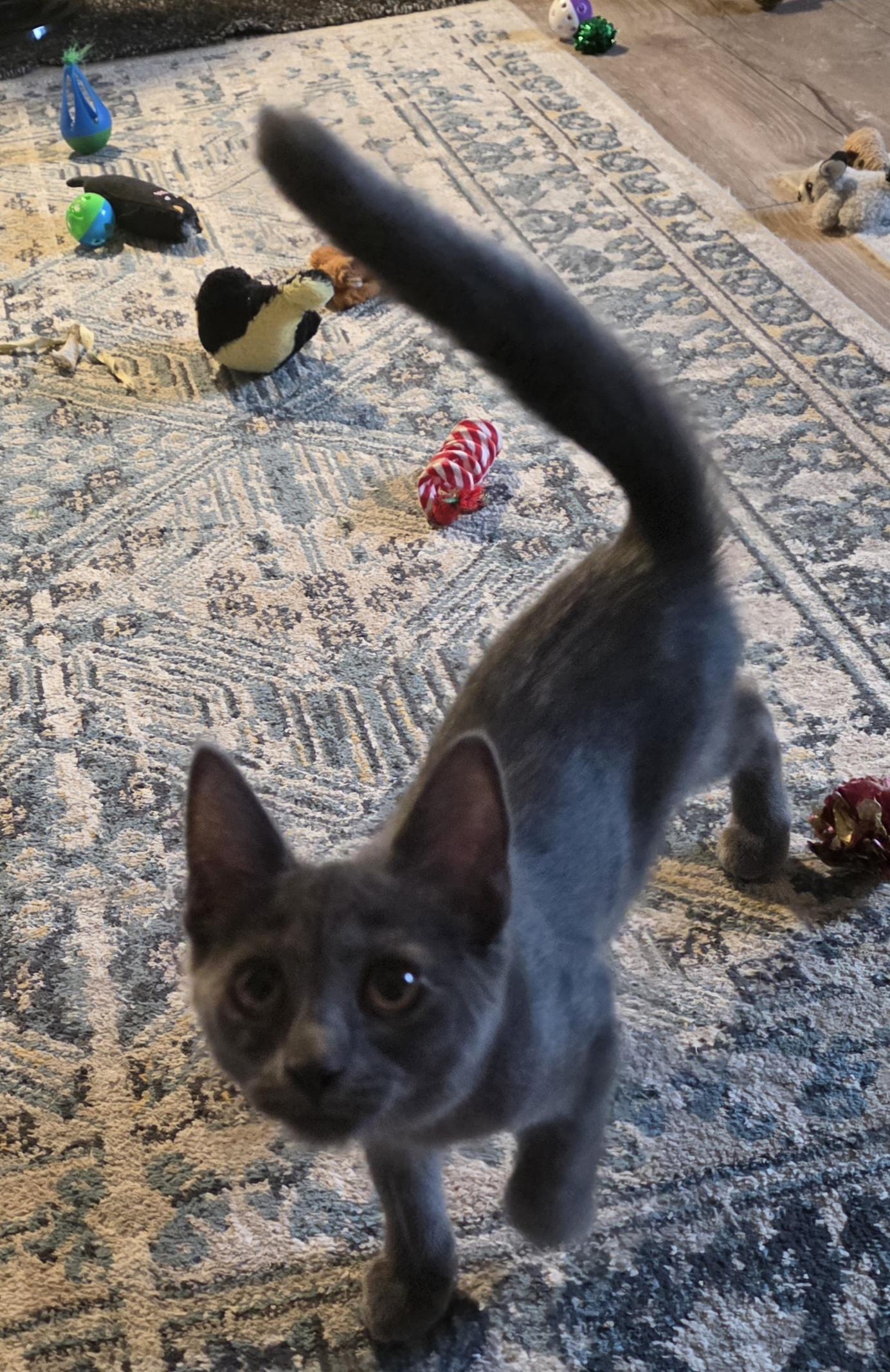 Nolina, an adoptable Domestic Short Hair in Jamesville, NY image 2/6