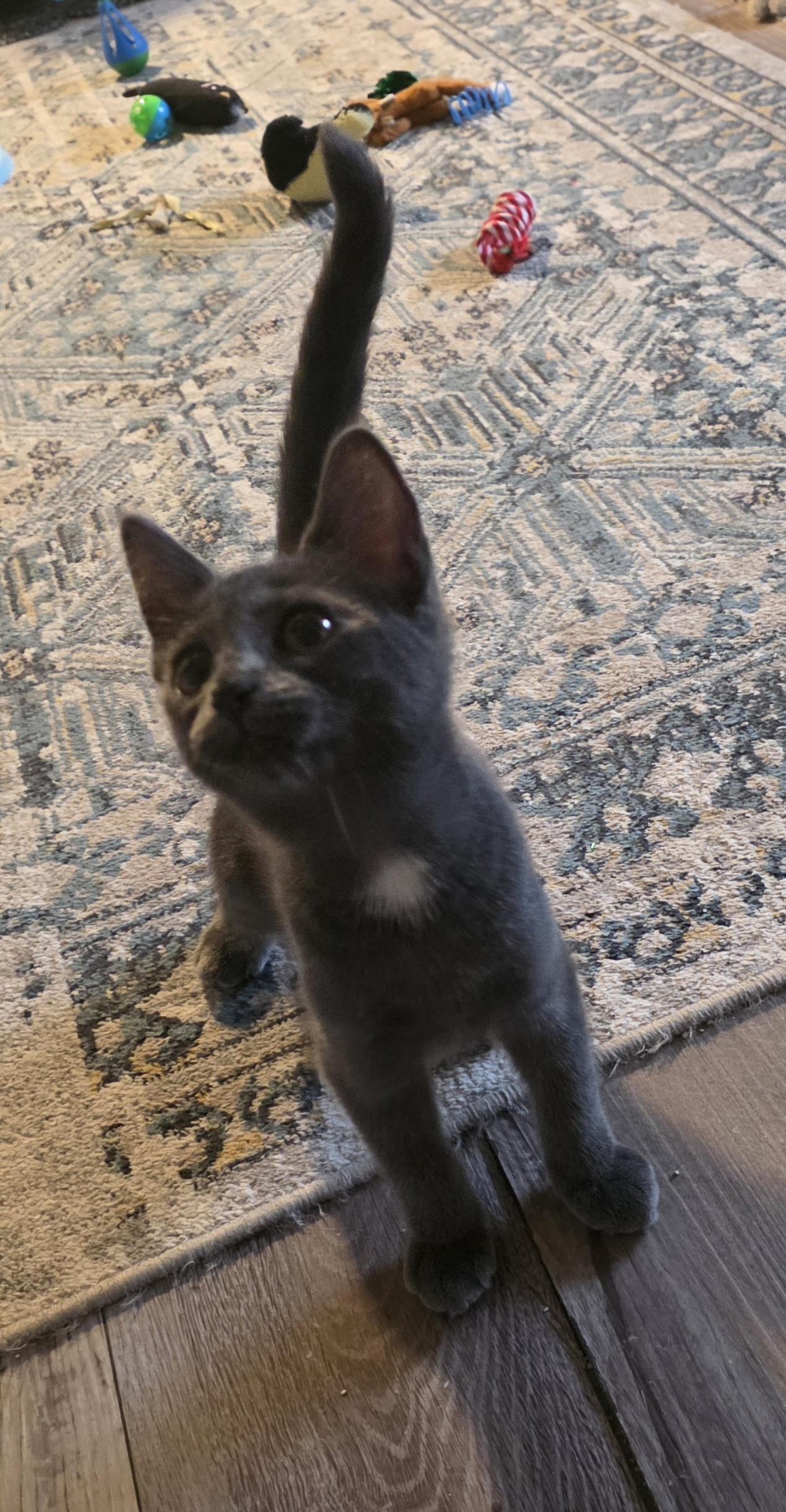 Nolina, an adoptable Domestic Short Hair in Jamesville, NY image 1/6