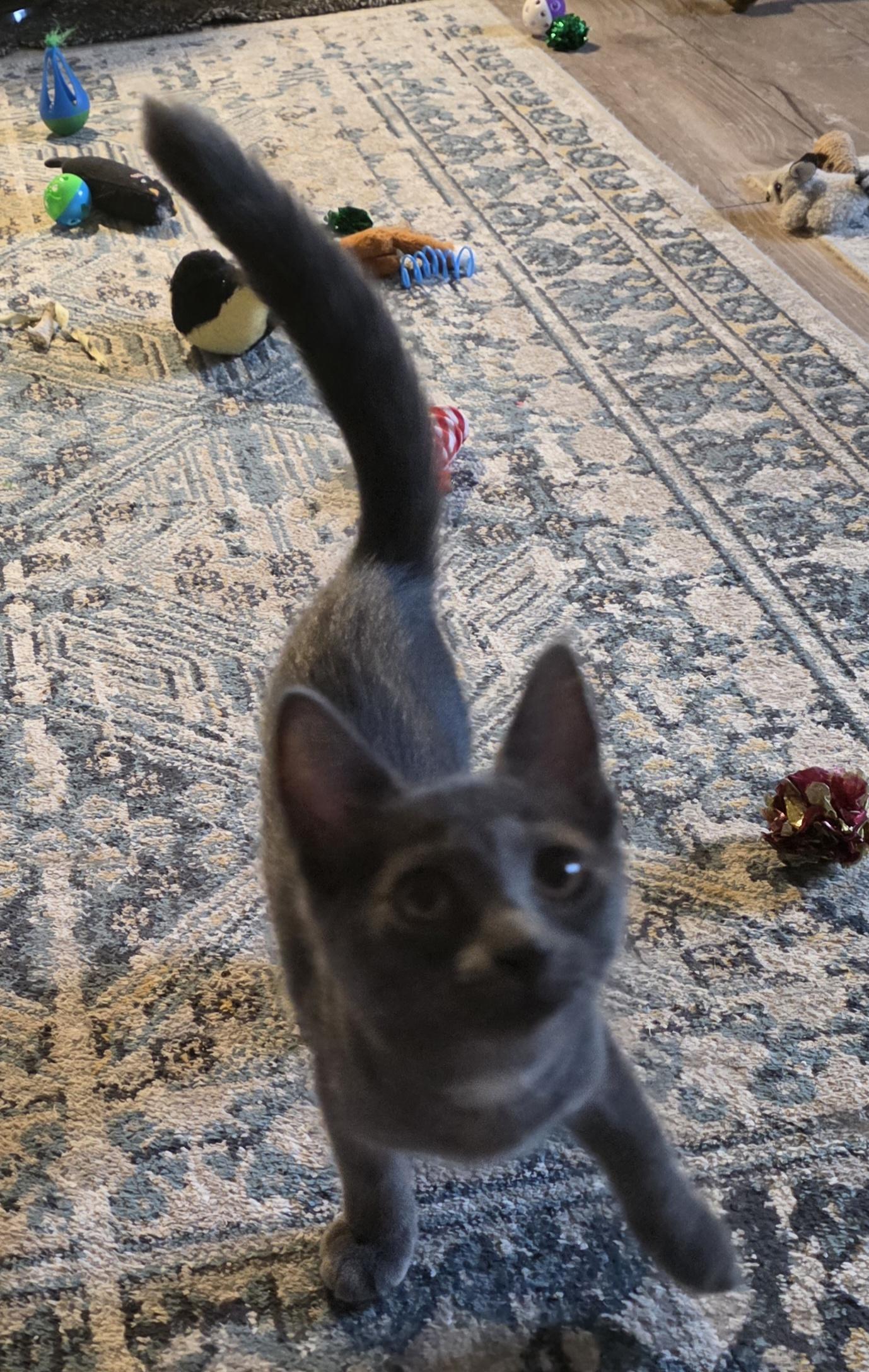 Nolina, an adoptable Domestic Short Hair in Jamesville, NY image 3/6