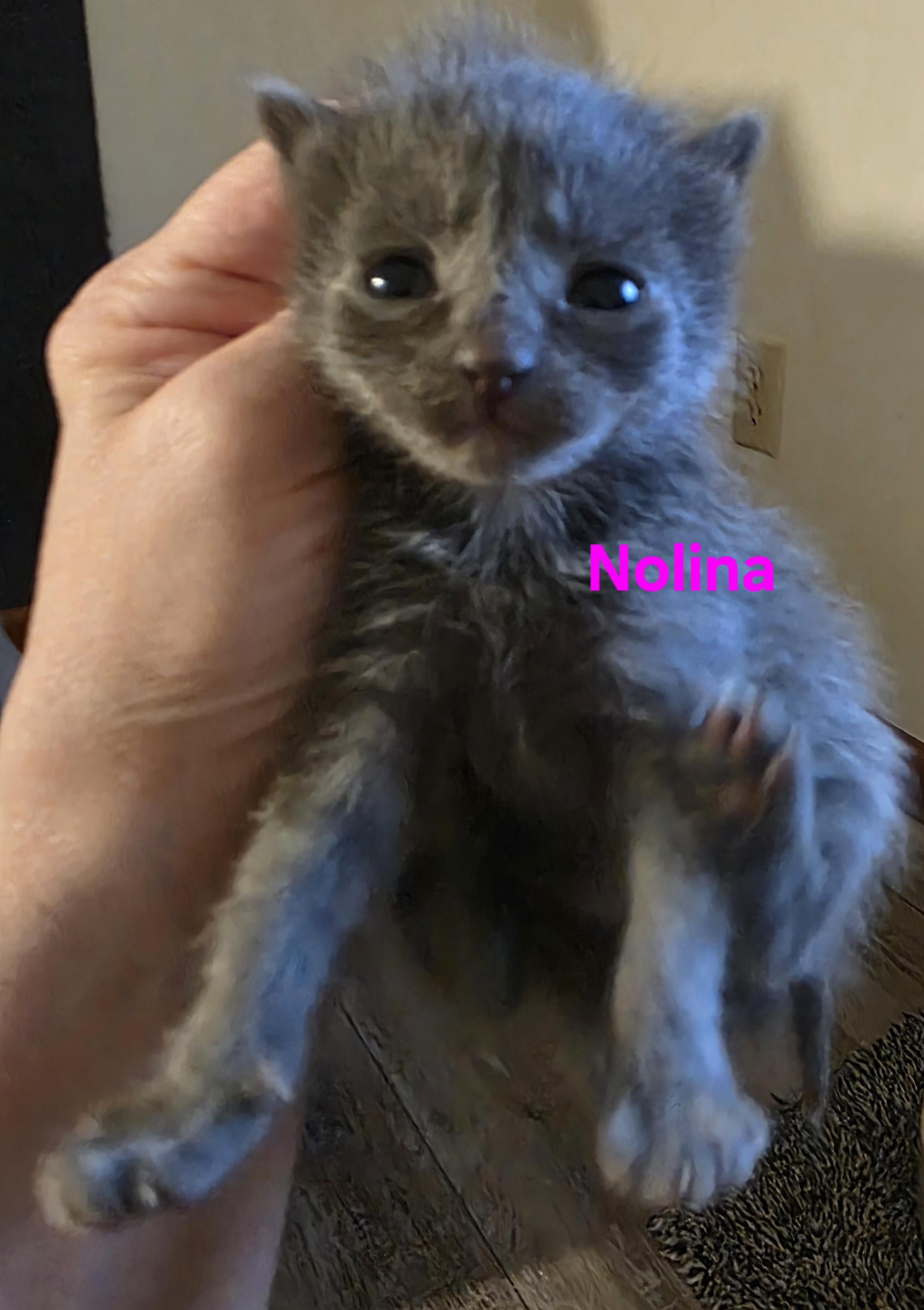 Enlarge Nolina, a ADOPTABLE Domestic Short Hair in Jamesville, NY image 2/3