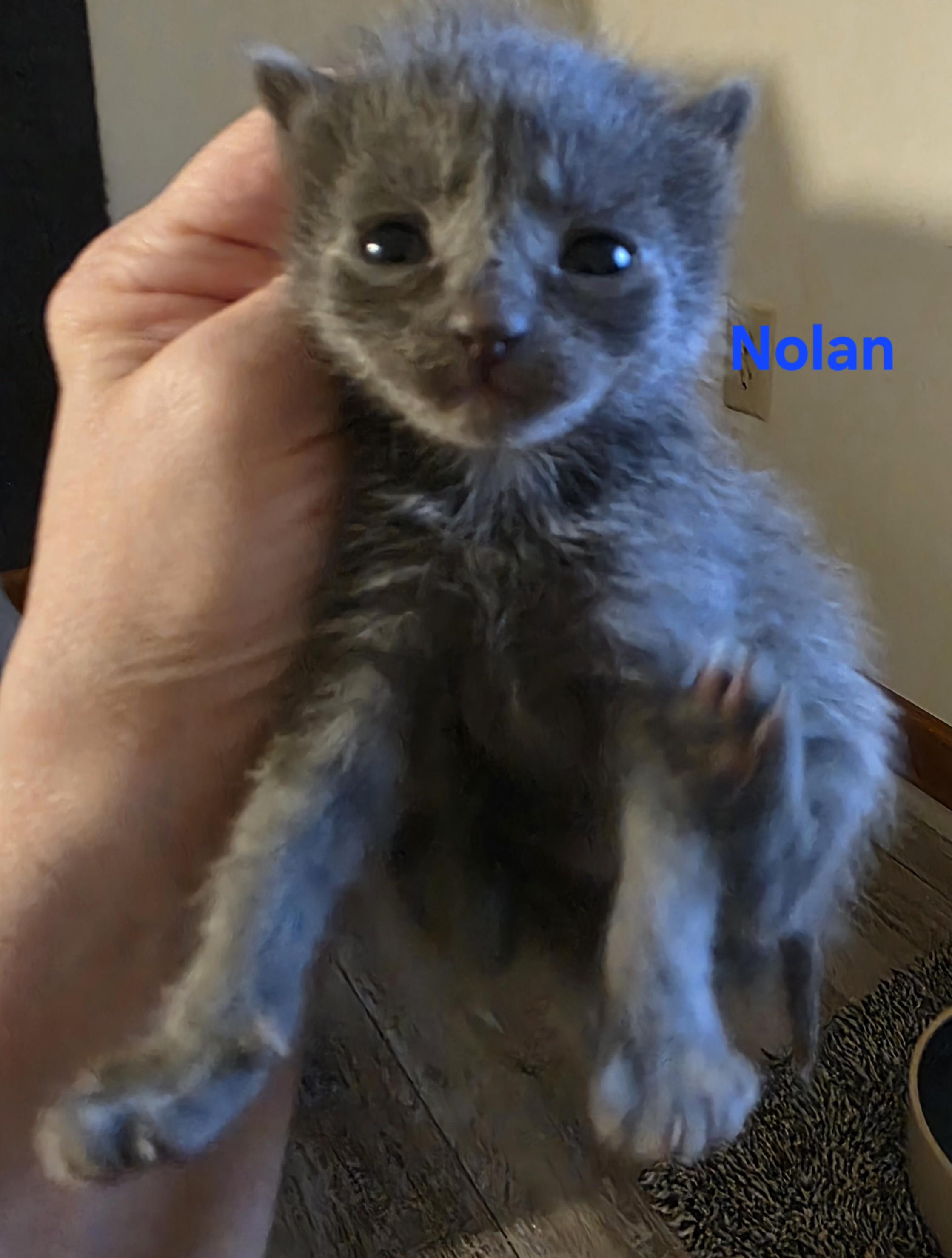 Nolan, ADOPTABLE, Kitten Male Domestic Short Hair.