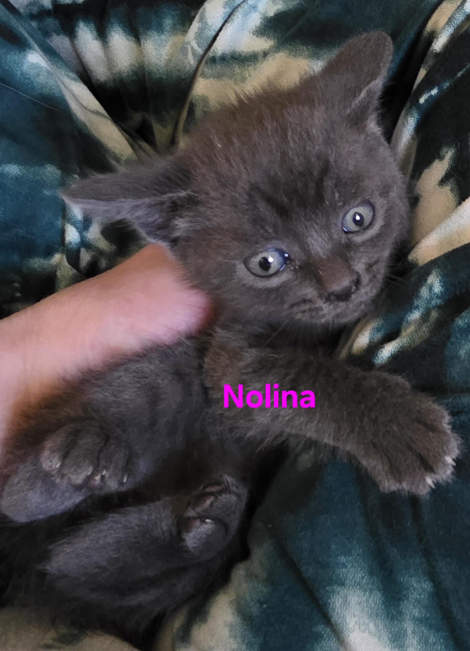 Nolina, ADOPTABLE, Kitten Female Domestic Short Hair.