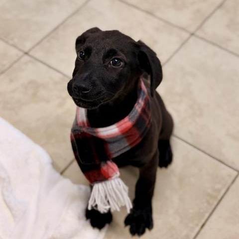 Enlarge Rowan, an adoptable mixed breed in Sparta, NJ image 2/5