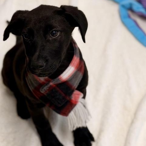 Enlarge Rowan, an adoptable mixed breed in Sparta, NJ image 3/5