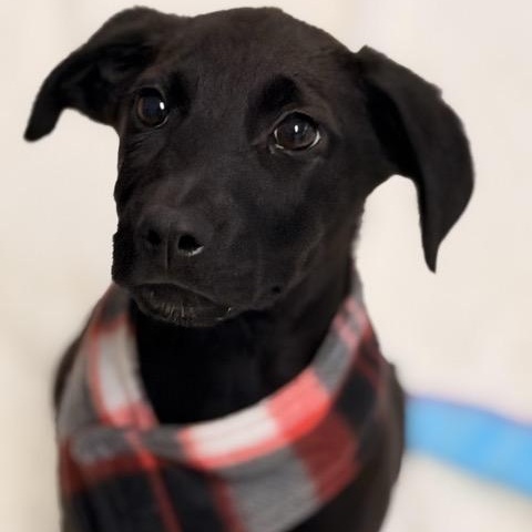 Enlarge Rowan, an adoptable mixed breed in Sparta, NJ image 1/5