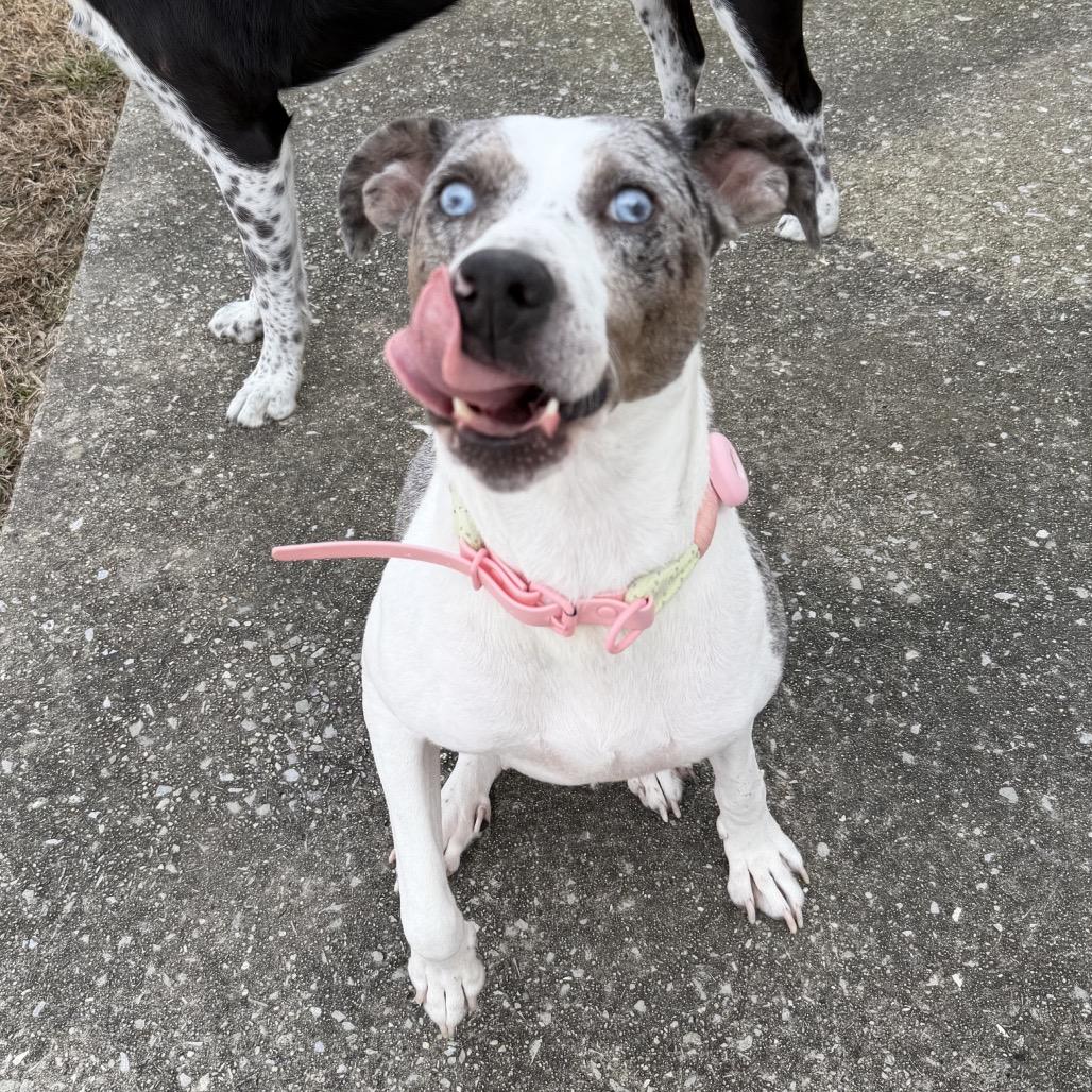 Enlarge Mama Roz, a Adoptable mixed breed in Nashville, TN image 2/6