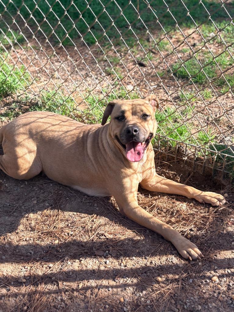 Enlarge Cali, a Adoptable mixed breed in Albany, GA image 1/6