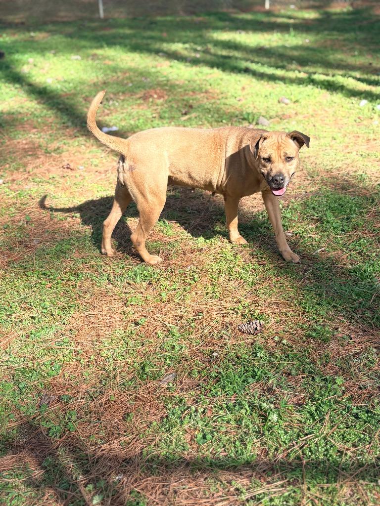 Enlarge Cali, a Adoptable mixed breed in Albany, GA image 2/6