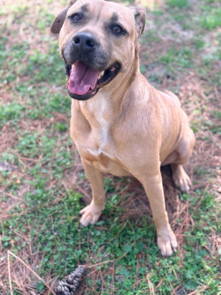 Enlarge Cali, a Adoptable mixed breed in Albany, GA image 3/6