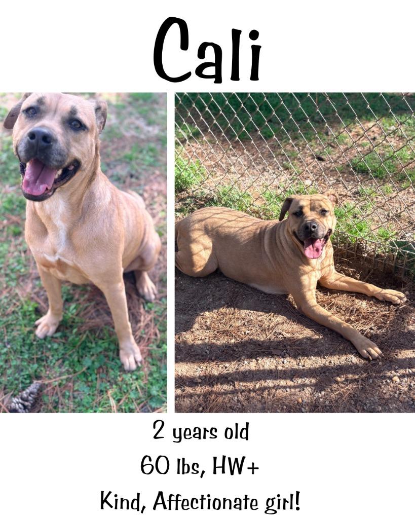 Enlarge Cali, a Adoptable mixed breed in Albany, GA image 4/6