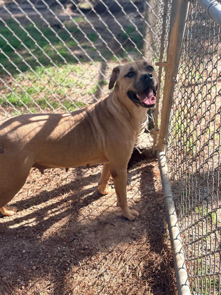 Enlarge Cali, a Adoptable mixed breed in Albany, GA image 6/6