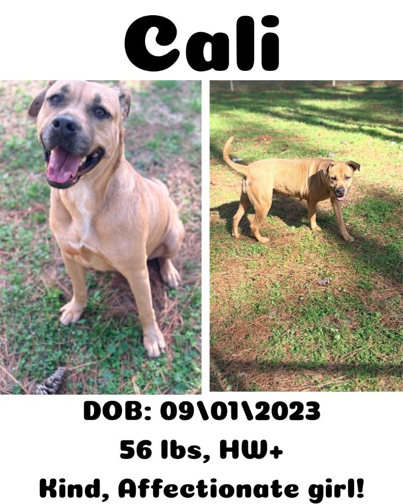 Enlarge Cali, a Adoptable mixed breed in Albany, GA image 6/6