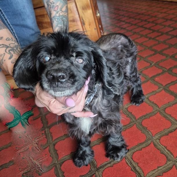 Precious - limited vision, Adoptable, Senior Female Cocker Spaniel.