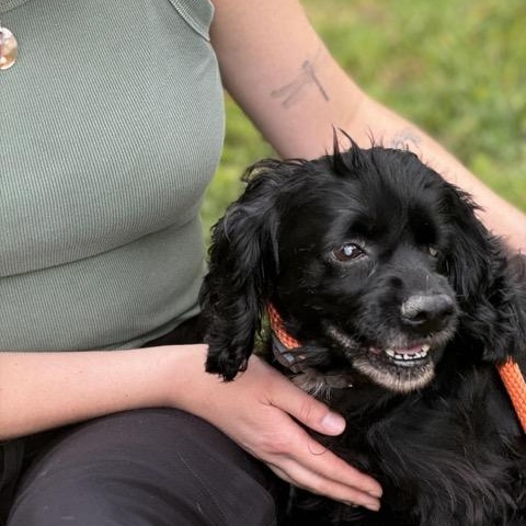 Enlarge Precious - limited vision, a Adoptable Cocker Spaniel in Sparta, NJ image 3/6