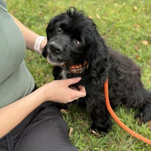 Precious - limited vision, Adoptable, Senior Female Cocker Spaniel.