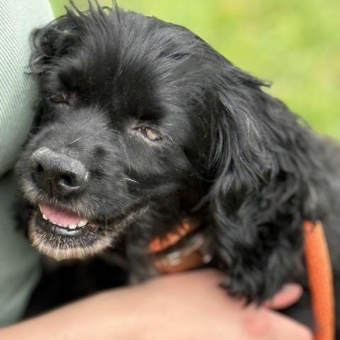 Enlarge Precious - limited vision, a Adoptable Cocker Spaniel in Sparta, NJ image 5/6
