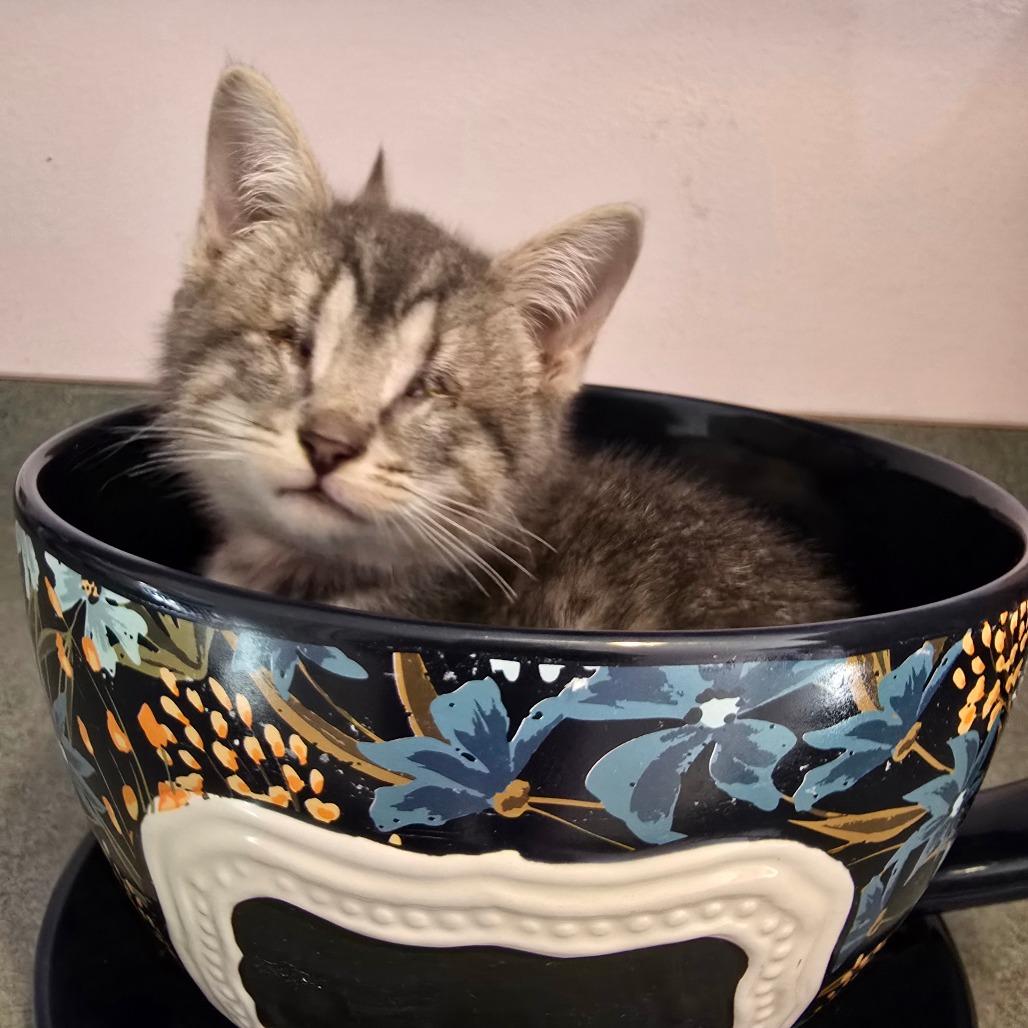 Enlarge Nutcracker, a Adoptable Domestic Short Hair in Conway, AR image 1/1