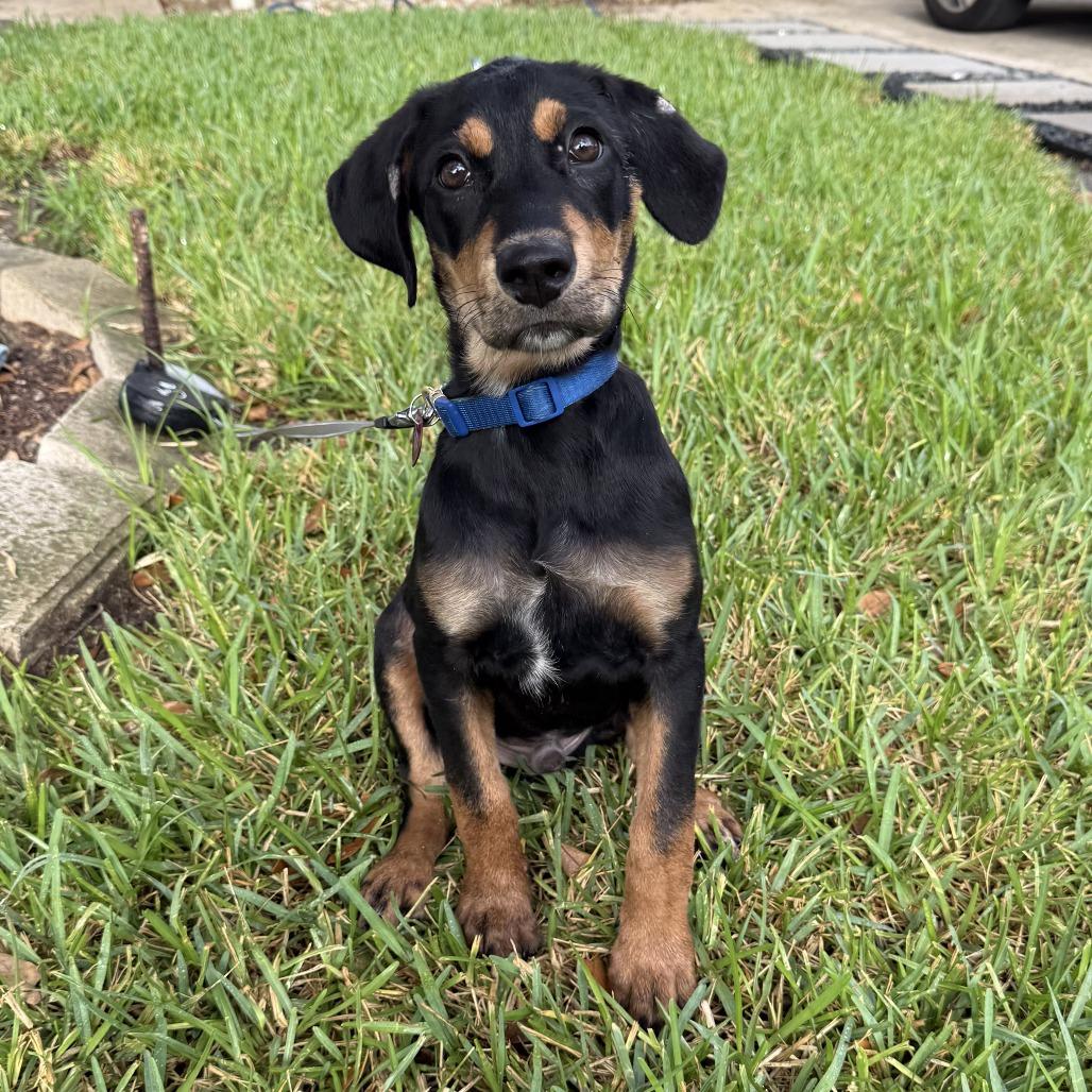 Rowdy, a Adoptable mixed breed in San Antonio, TX image 1/6