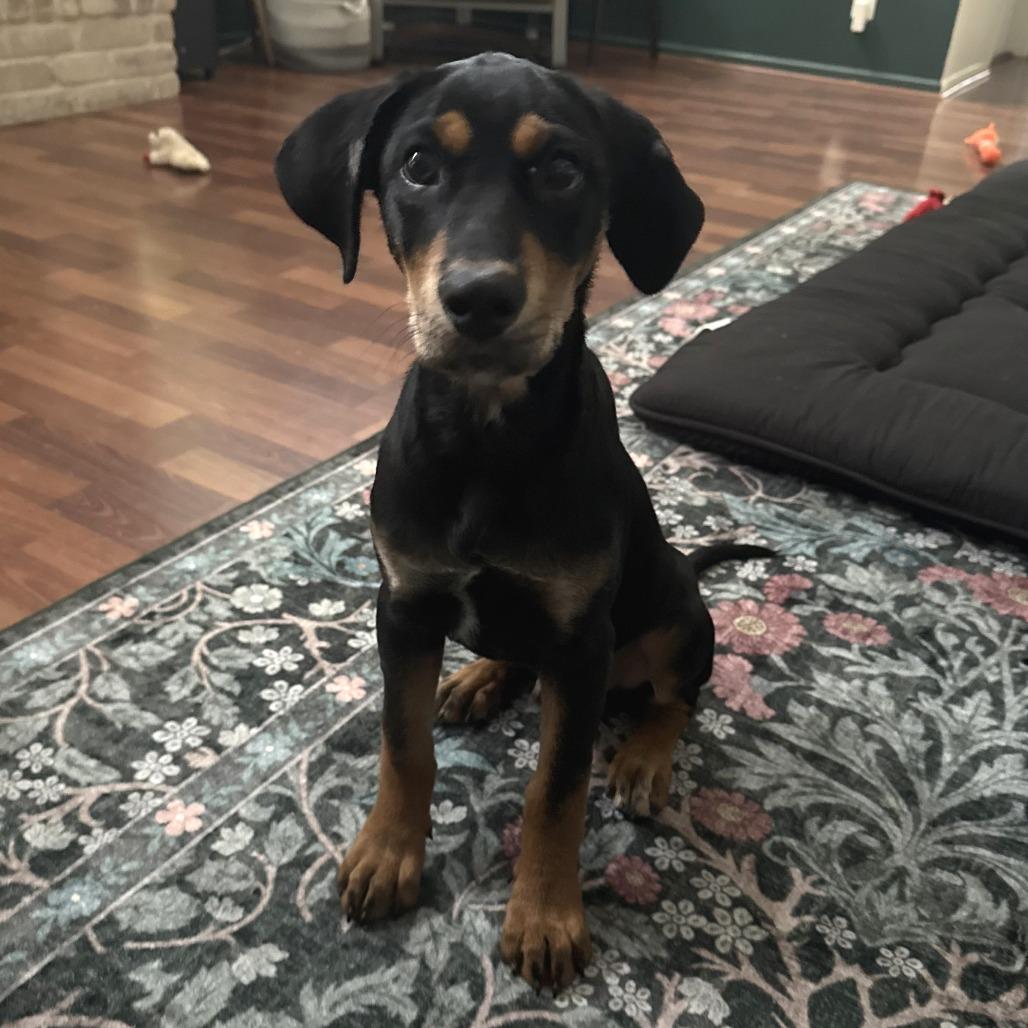 Rowdy, a Adoptable mixed breed in San Antonio, TX image 2/6