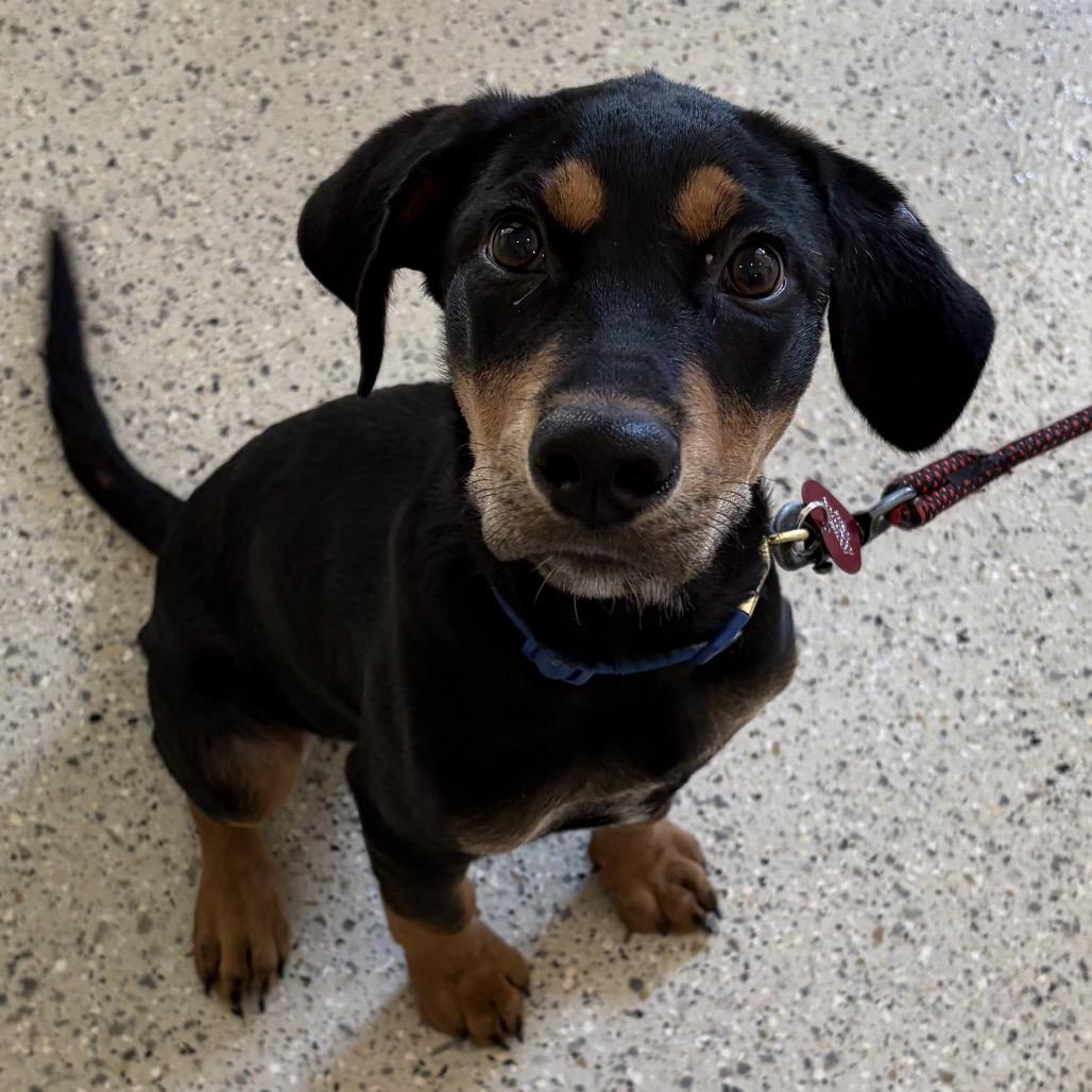 Rowdy, a Adoptable mixed breed in San Antonio, TX image 3/6