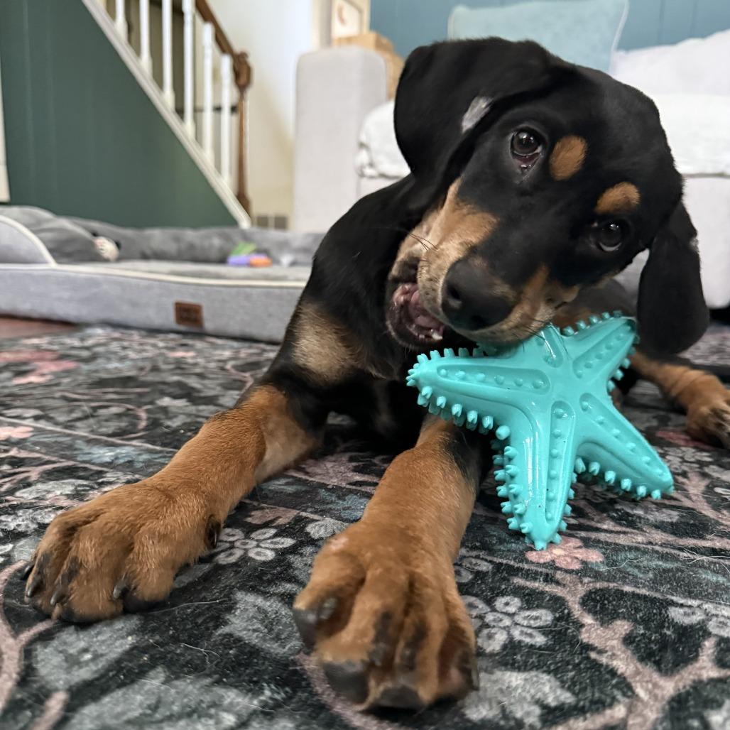 Rowdy, a Adoptable mixed breed in San Antonio, TX image 4/6