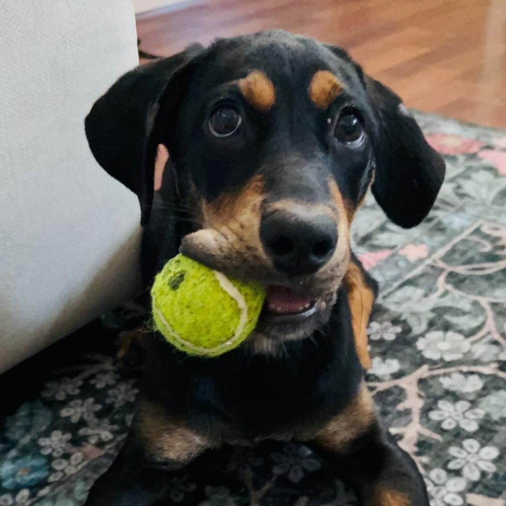 Rowdy, a Adoptable mixed breed in San Antonio, TX image 5/6
