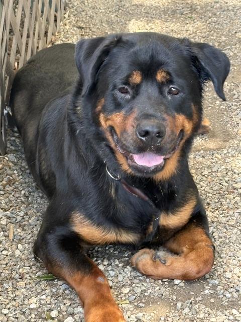 SNICKERS, Adoptable, Young Male Rottweiler & Mixed Breed.