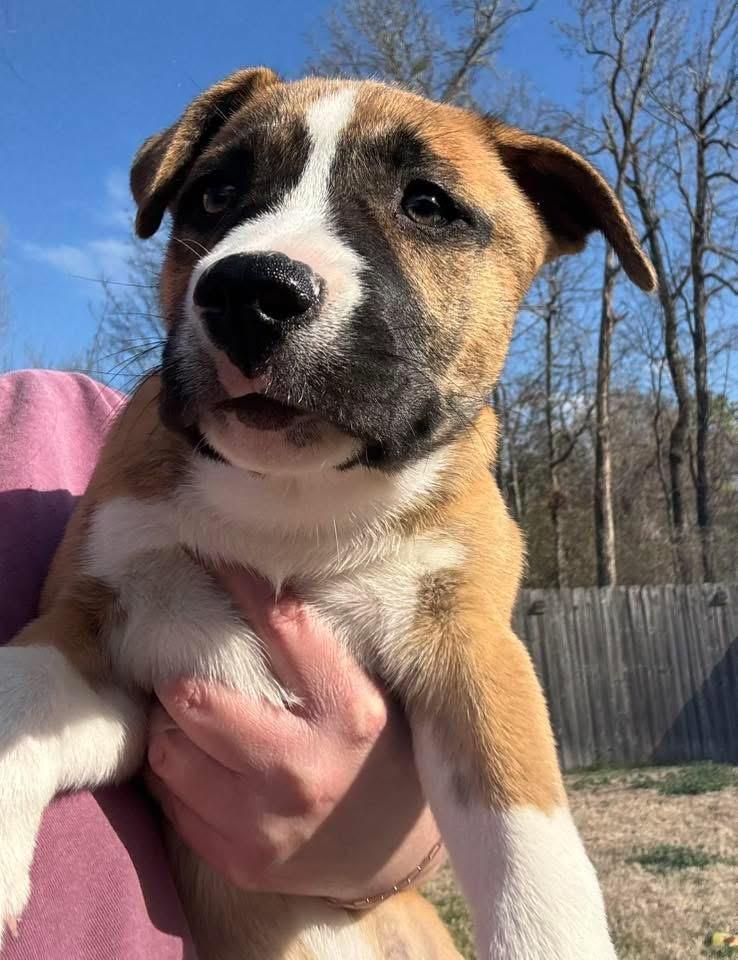 Enlarge Bailey, a Adoptable mixed breed in Quakertown , PA image 3/4